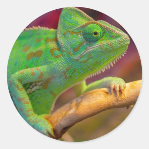 Green Chameleon Classic Round Sticker