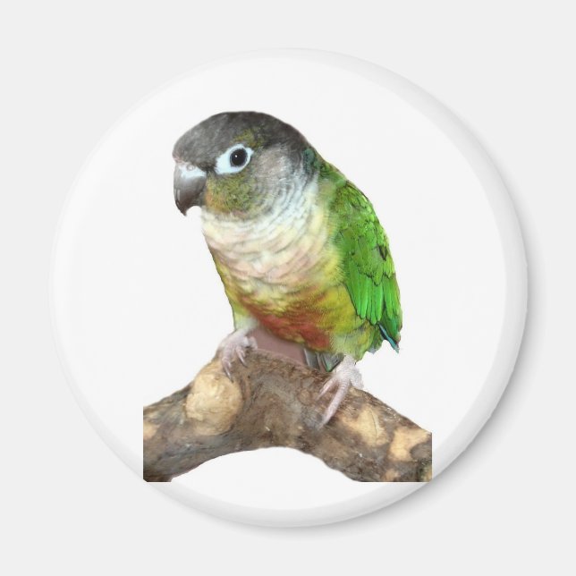 Green Cheek Conure Magnet (Front)