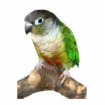 Green Cheek Conure Photo Sculpture Ornament<br><div class="desc">A green cheek conure makes a cute "all occasion" ornament for your tree or as a collector's item</div>