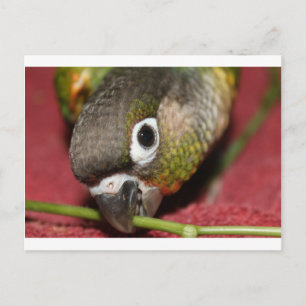 Green Cheek Conure Postcard