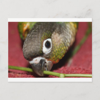 Green Cheek Conure Postcard