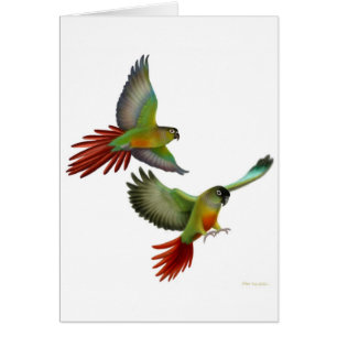 Green Cheek Conures Card
