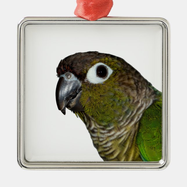 Green Cheeked Conure Metal Ornament (Front)