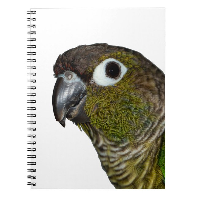 Green Cheeked Conure Notebook (Front)