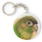 Green-cheeked conure realistic painting