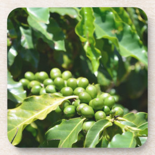 Green Coffee Berries Cork Coaster
