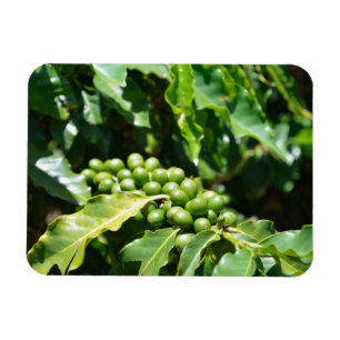 Green Coffee Berries Magnet