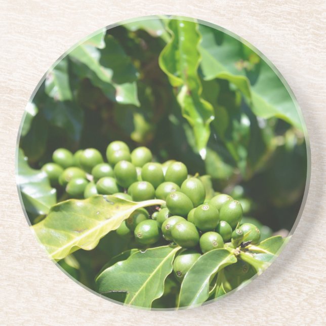 Green Coffee Berries Sandstone Coaster (Front)