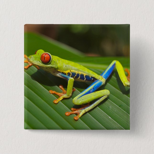 Green Colorful Jungle Tree Frog 2 Inch Square Button (Front)