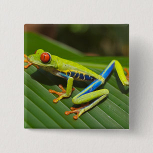 Green Colorful Jungle Tree Frog 2 Inch Square Button