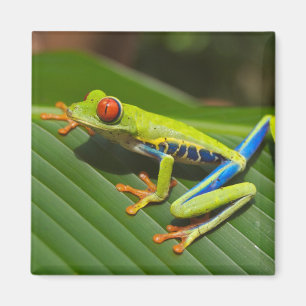 Green Colorful Jungle Tree Frog Magnet
