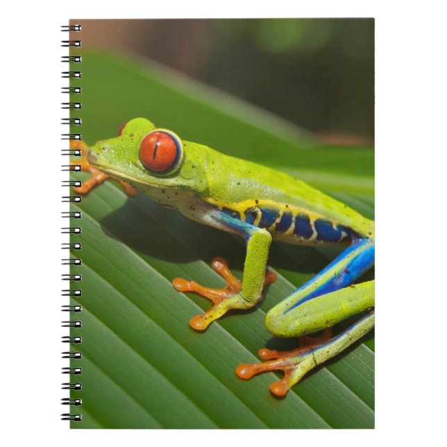 Green Colourful Jungle Tree Frog Notebook (Front)