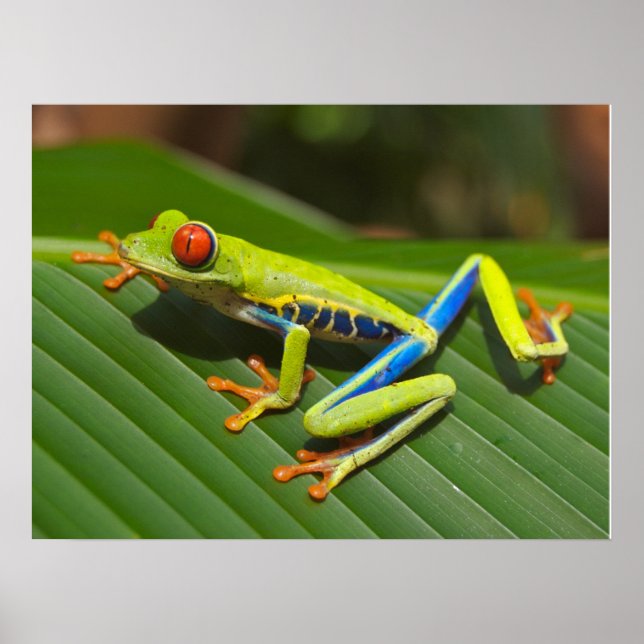 Green Colourful Jungle Tree Frog Poster (Front)