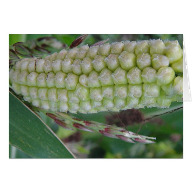 Green corncob, gray card, blank, (Front Horizontal)