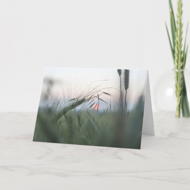 Green Cornfield Nature Photo Card (Front)