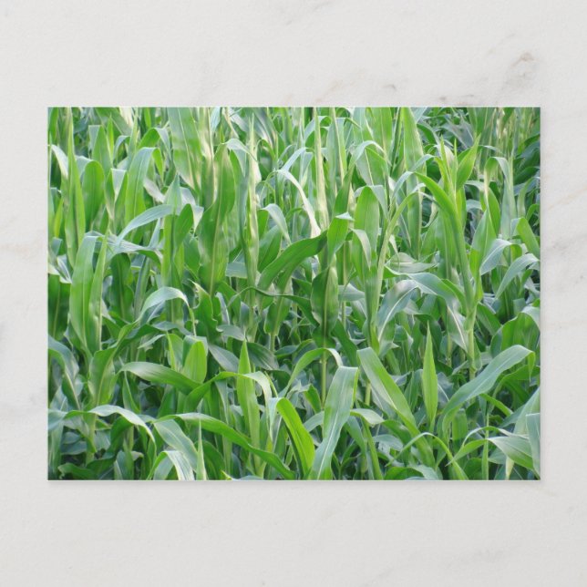 Green cornfield - Postcard (Front)