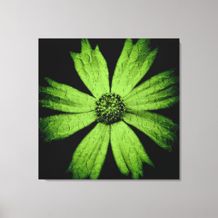 Green Cosmos Flower on Black Canvas Print