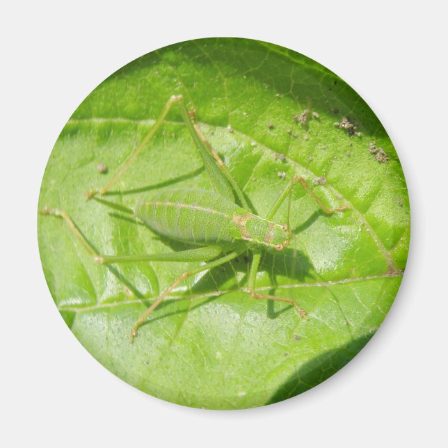 Green Cricket Camouflage Magnet (Front)