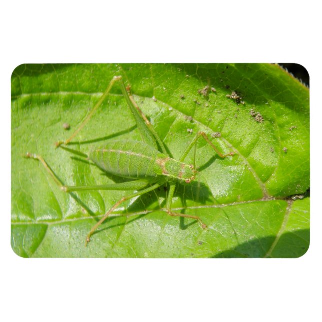 Green Cricket Camouflage Premium Magnet (Horizontal)