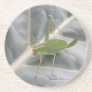 Green Cricket Macro Coasters