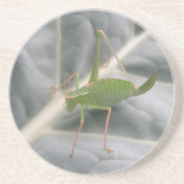 Green Cricket Macro Coasters (Front)