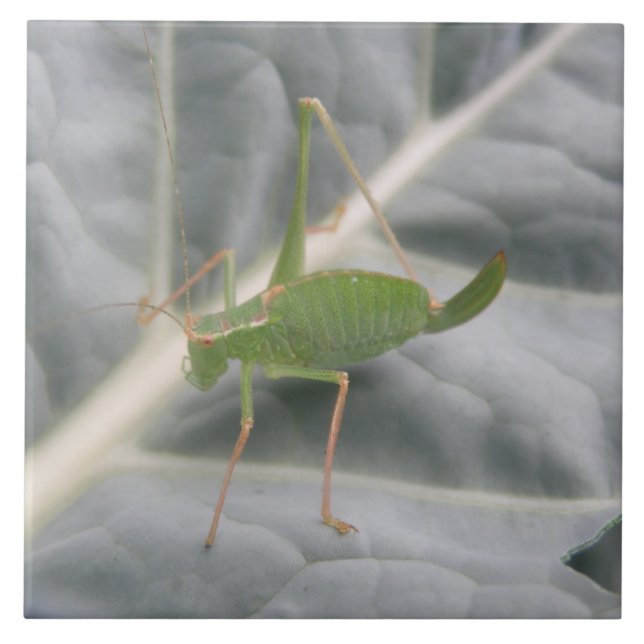 Green Cricket Macro Tile (Front)