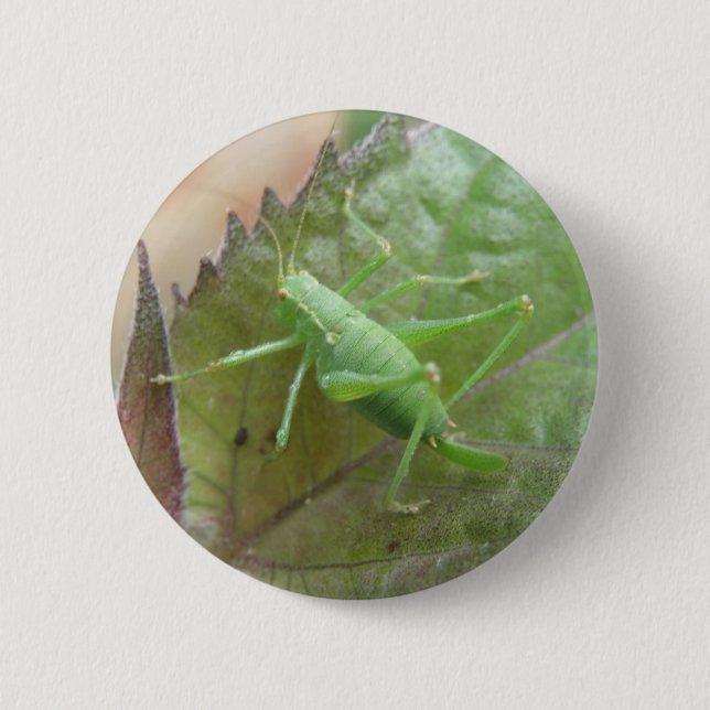 Green Cricket on a Leaf Button (Front)