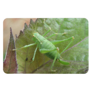 Green Cricket on a Leaf Premium Magnet