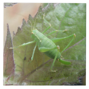 Green Cricket on a Leaf Tile