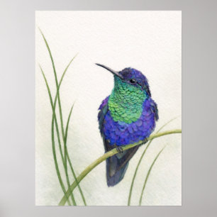 Green Crowned Brilliant Hummingbird  Poster