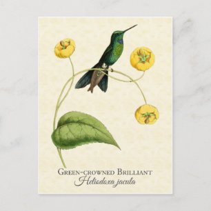Green Crowned Brilliant Hummingbird Vintage Art Postcard