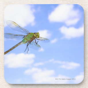 Green darner (Anax junius) flying against Coaster