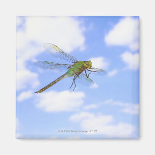Green darner (Anax junius) flying against Magnet