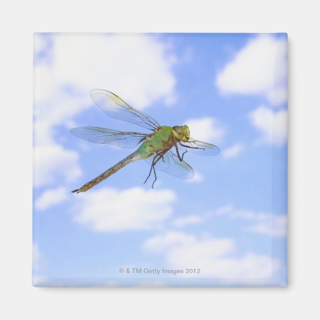 Green darner (Anax junius) flying against Magnet (Front)