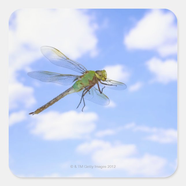 Green darner (Anax junius) flying against Square Sticker (Front)