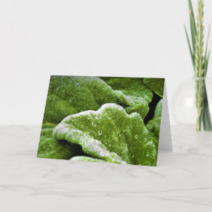 Green Earth, card