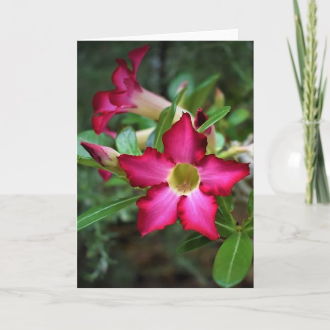 Green Earth, card (Front)