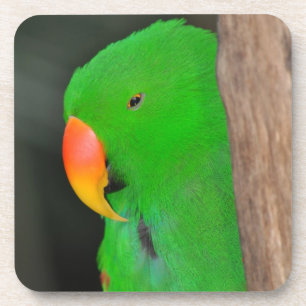 Green eclectic parrot coaster
