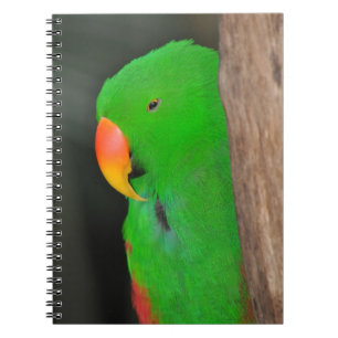 Green eclectic parrot notebook