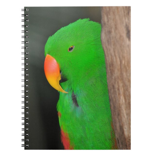 Green eclectic parrot notebook (Front)