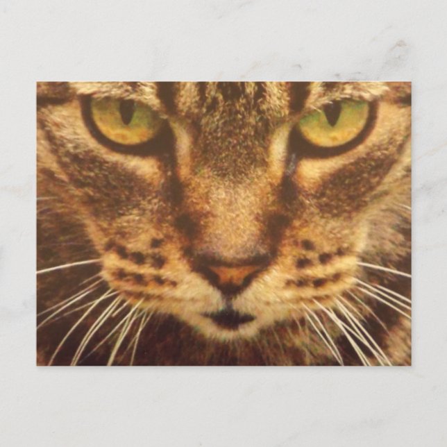 Green Eyed Cat Card (Front)