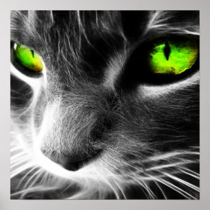 Green Eyed Cat Up Close Print