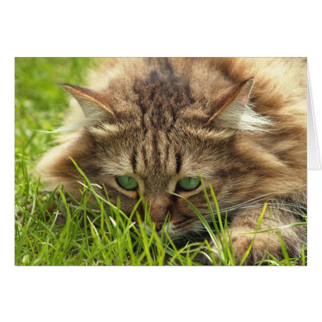 Green Eyed Hunter (Front Horizontal)