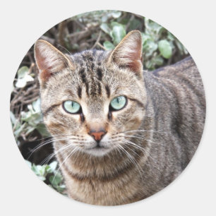 Green eyed Tabby Cat large stickers