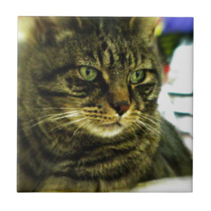 Green Eyed Tabby Face Tile
