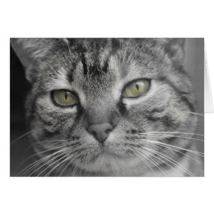 Green Eyes