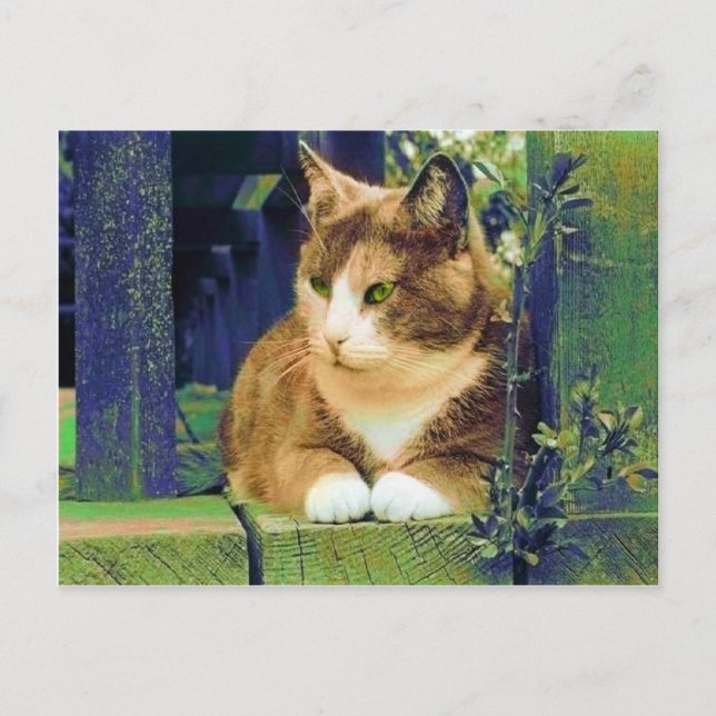 GREEN EYES POSTCARDS (Front)