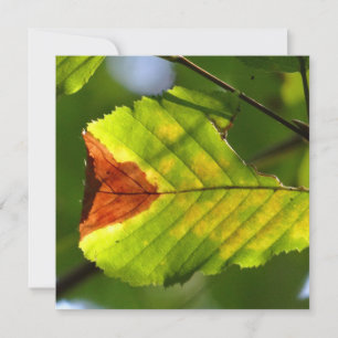 Green Fall Leaf