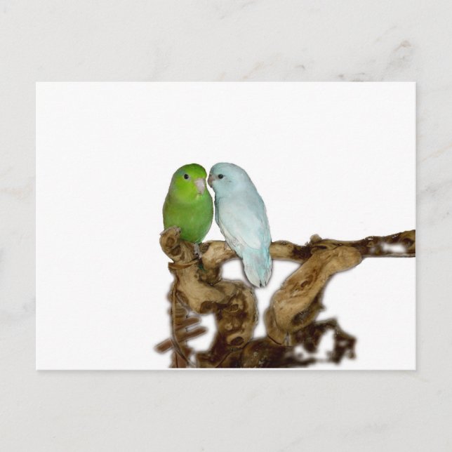 Green female and blue delute male postcard (Front)