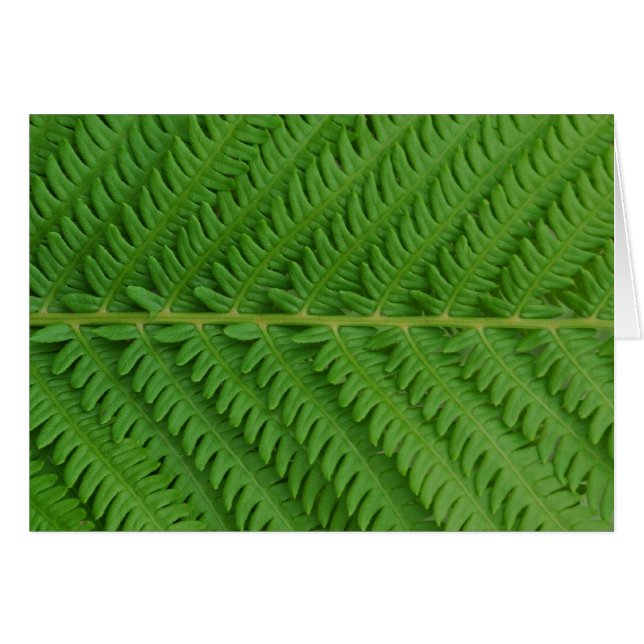 Green Fern (Front Horizontal)